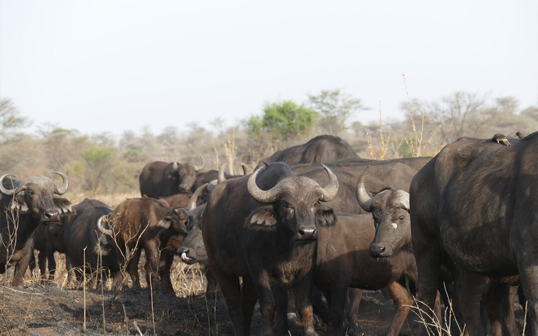 Arusha National Park