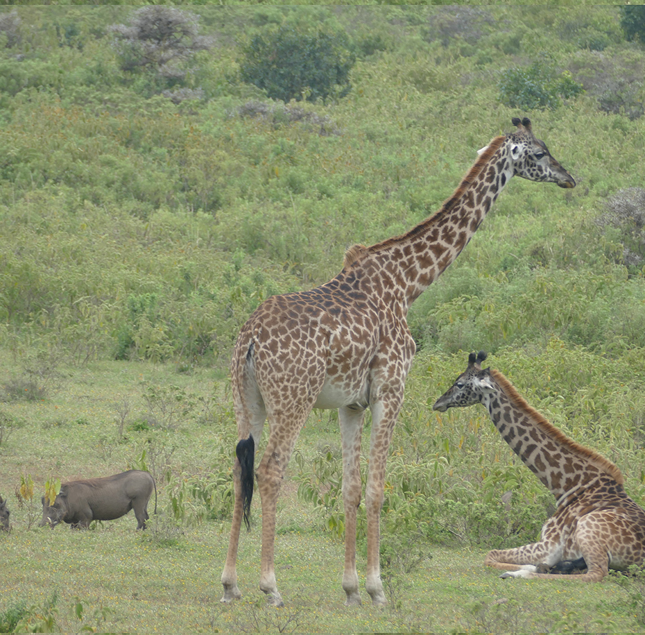 Arusha national park