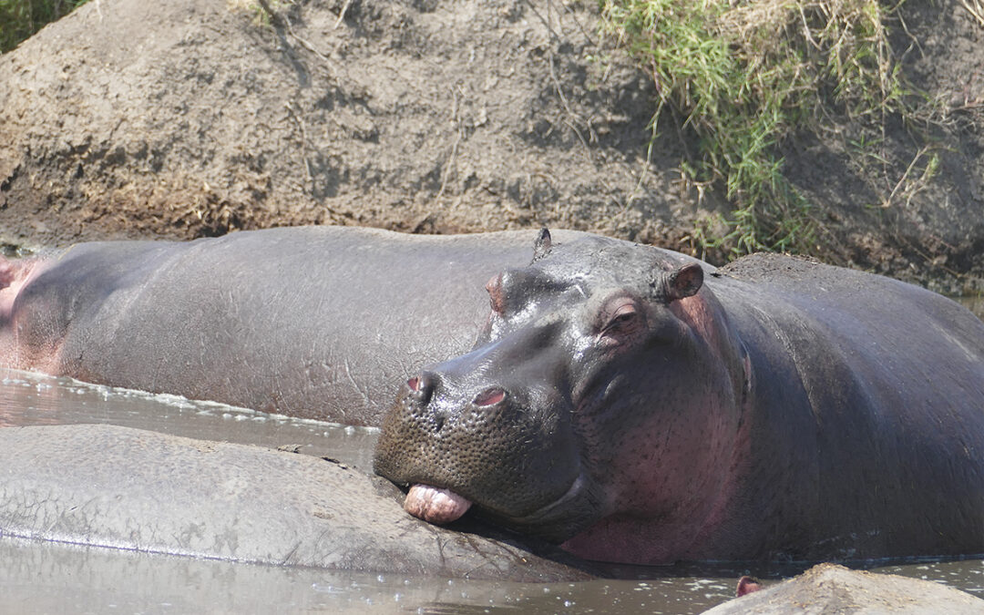 Katavi National Park