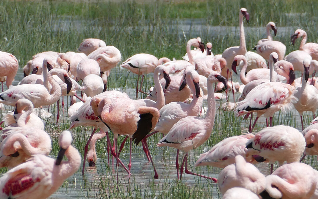 Lake Manyara National Park