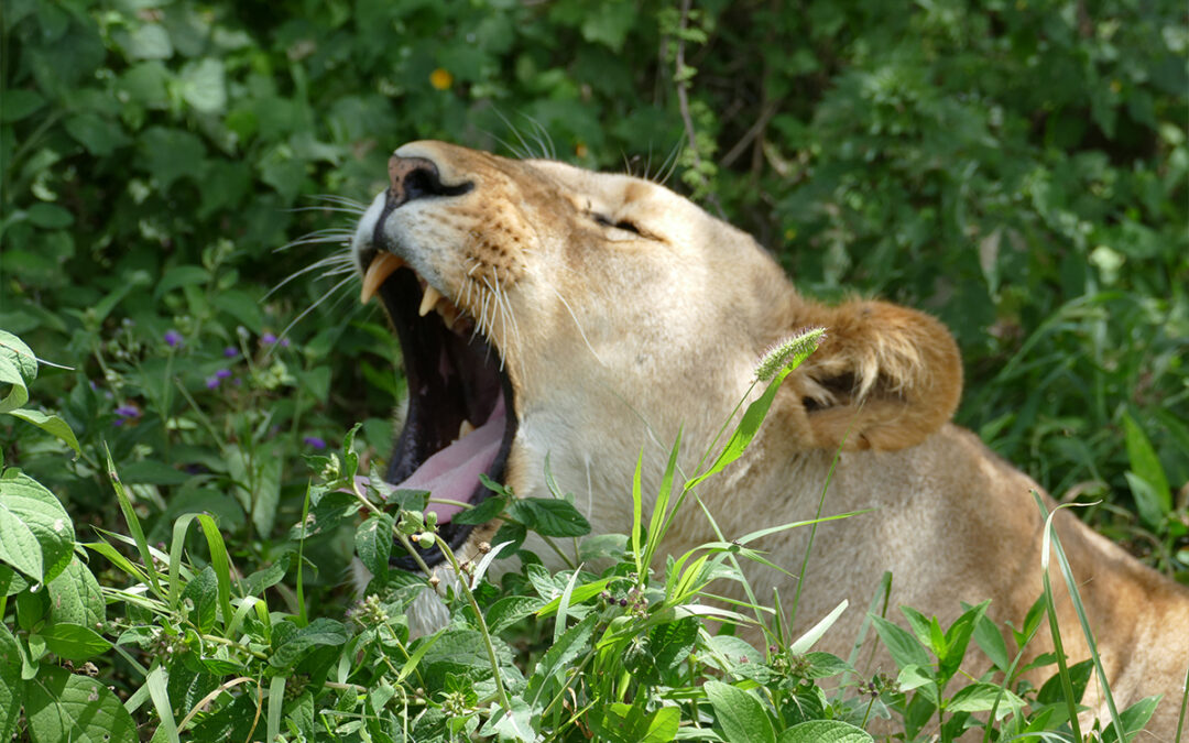 Mikumi National Park