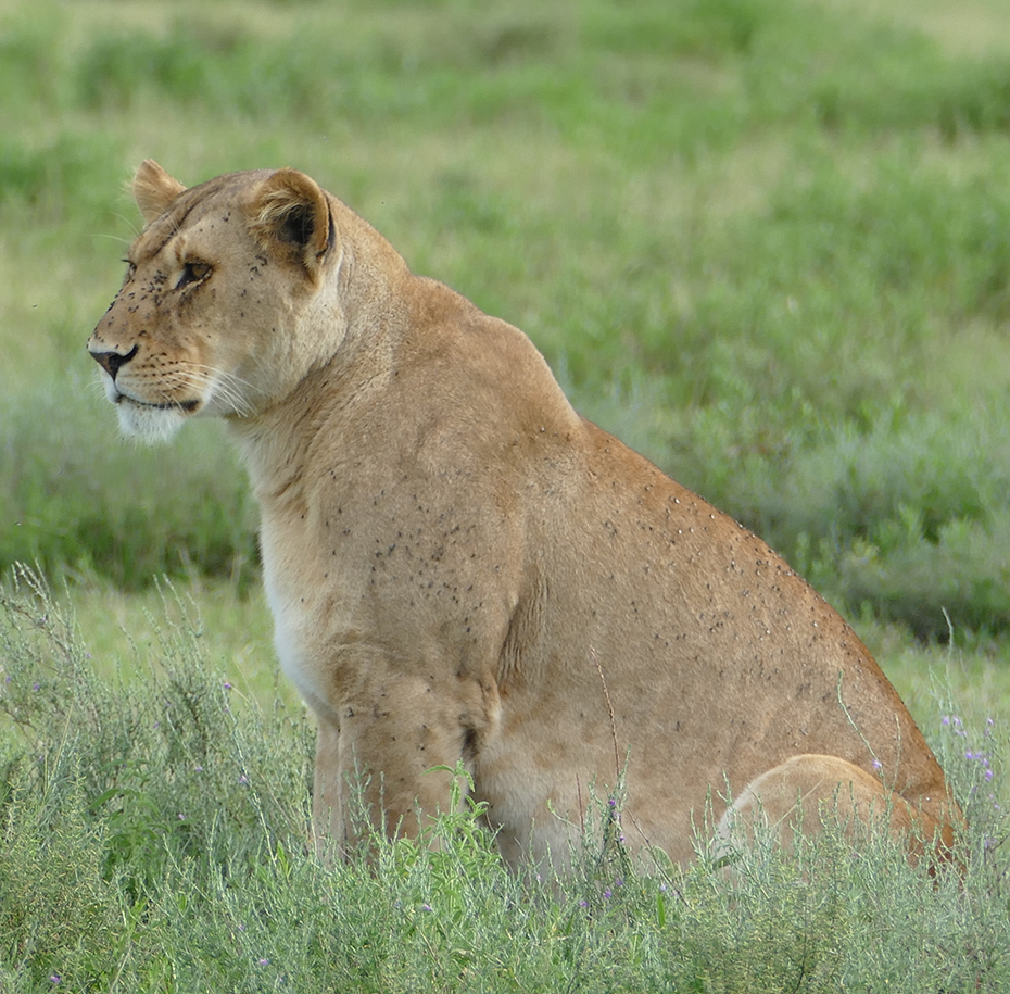 Mikumi national park