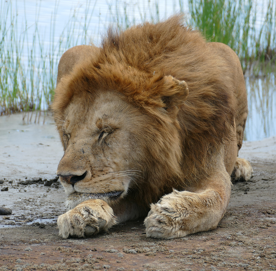 Ngorongoro conversation area