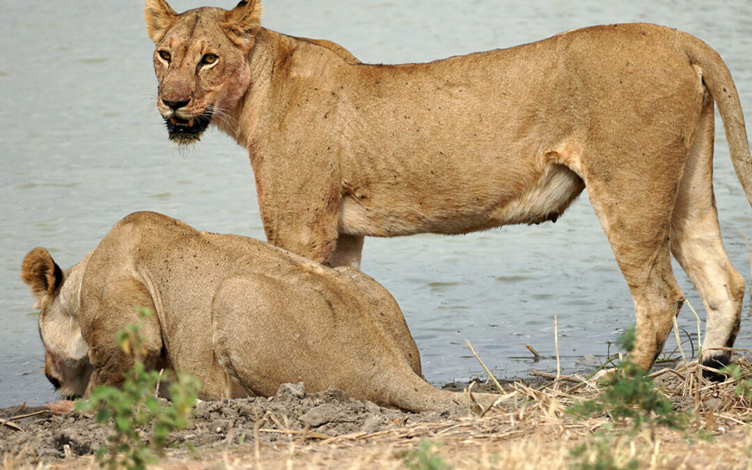 Ngorongoro Conservation Area