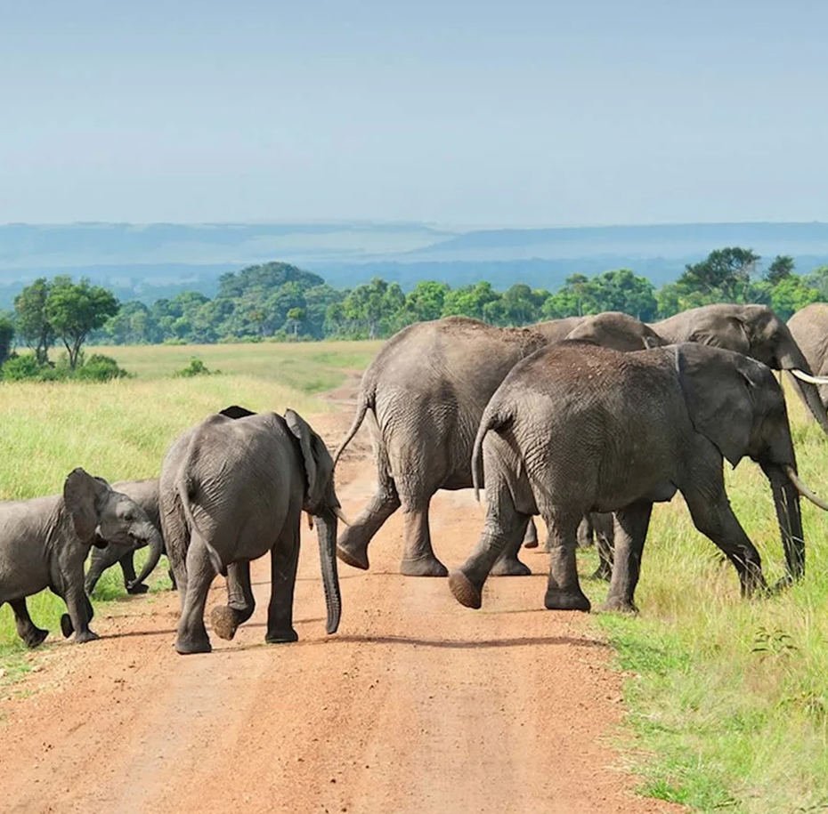 Nyerere National Park, part of the larger Selous Game Reserve, is known for its vast wilderness, diverse ecosystems, rich wildlife including large populations of elephants, lions, and wild dogs, and boat safaris on the Rufiji River.