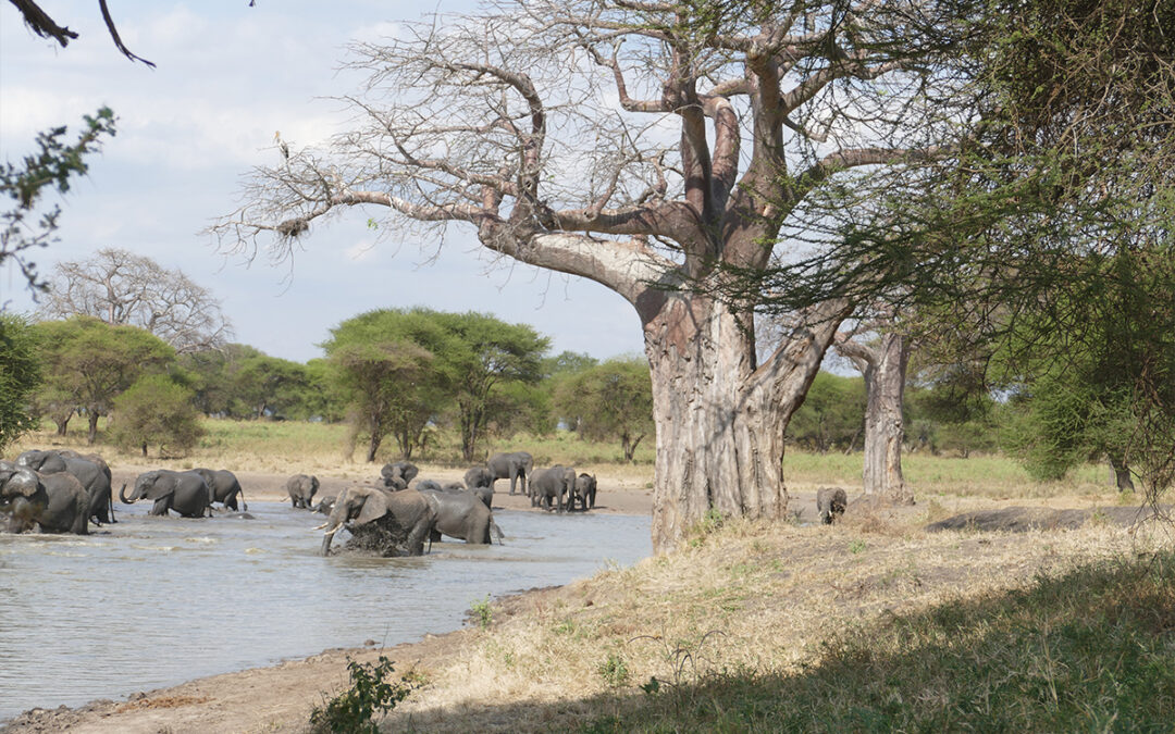 Tarangire National Park