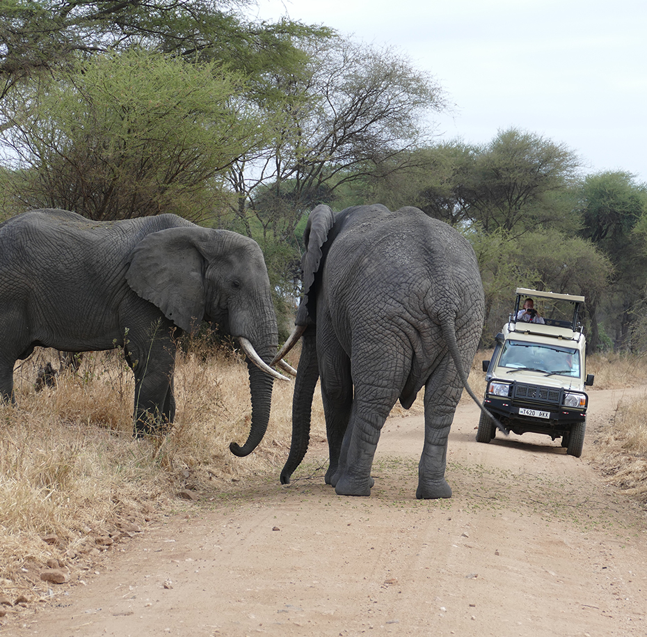 Tarangire national Park