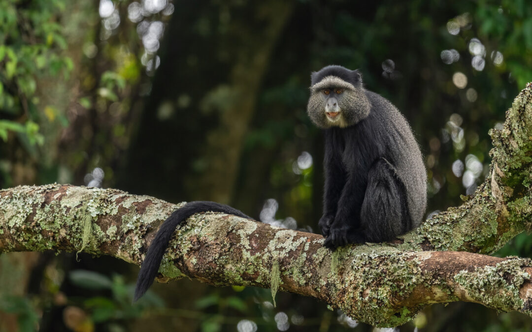 Gombe National Park