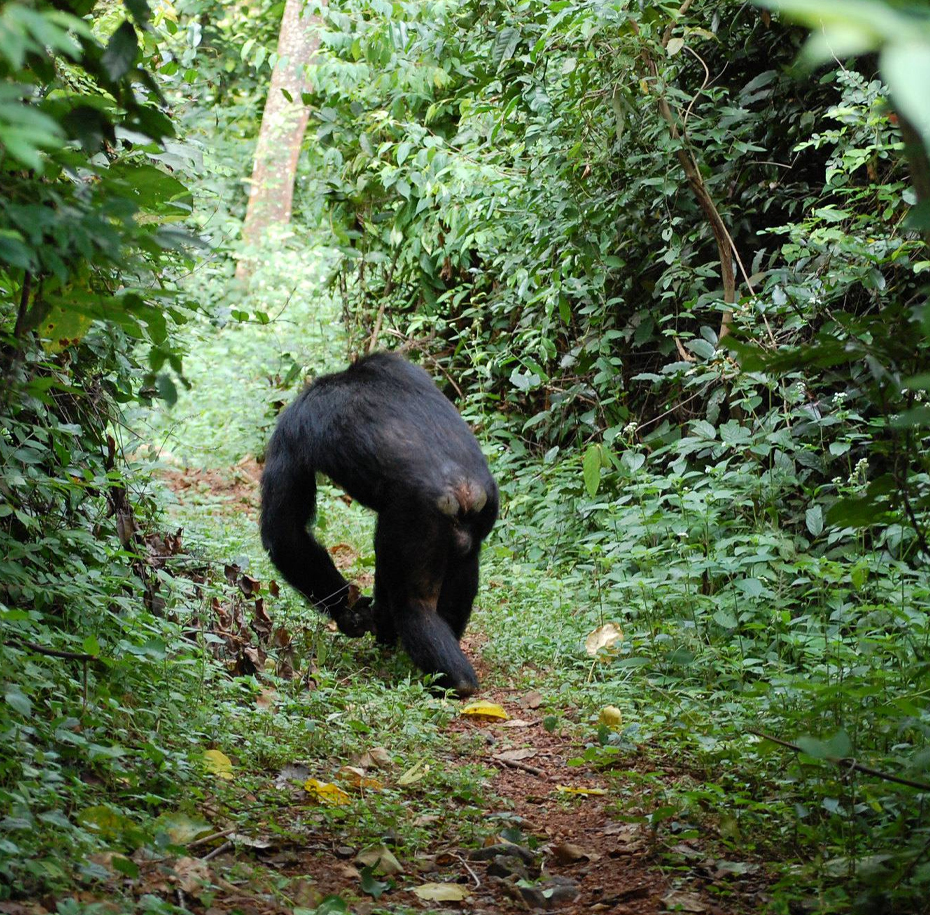 gombe national park