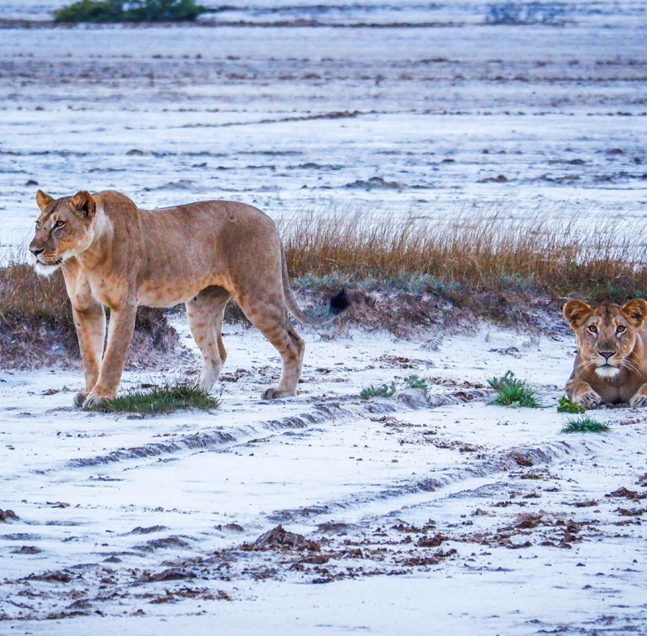 Lion View Tour offers personalized safaris to Saadani National Park, where you can experience the unique combination of wildlife adventures and coastal relaxation. Whether you’re looking to explore the savannah, relax on the beach, or engage with local culture, we’ll create the perfect itinerary for you.