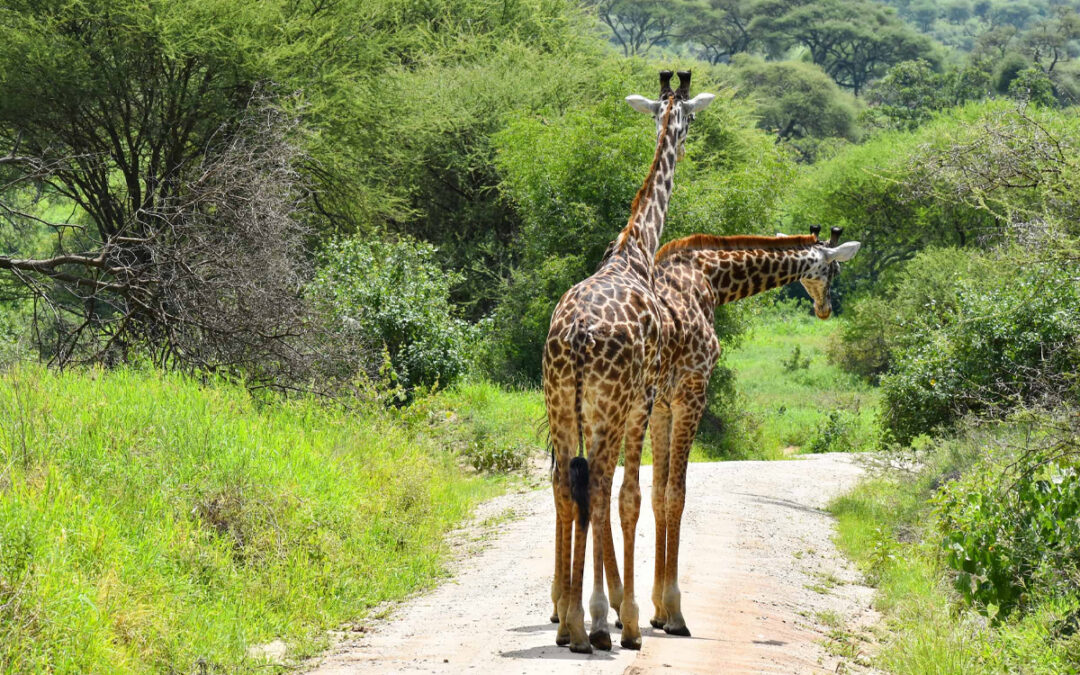 Saadani National Park