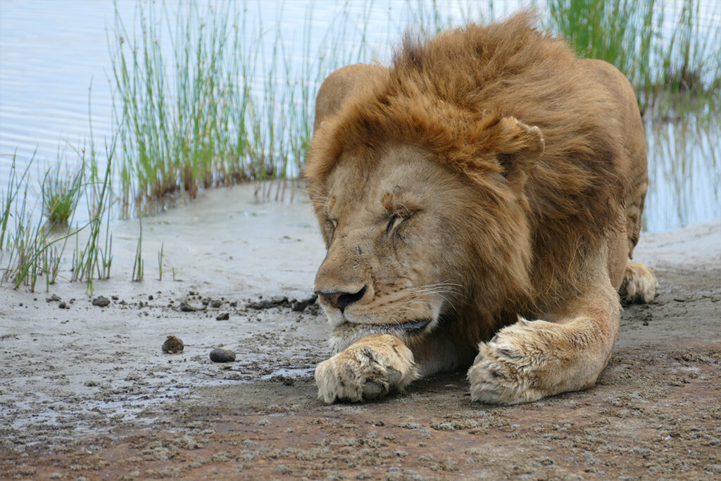 1-Day Ngorongoro Crater Safari