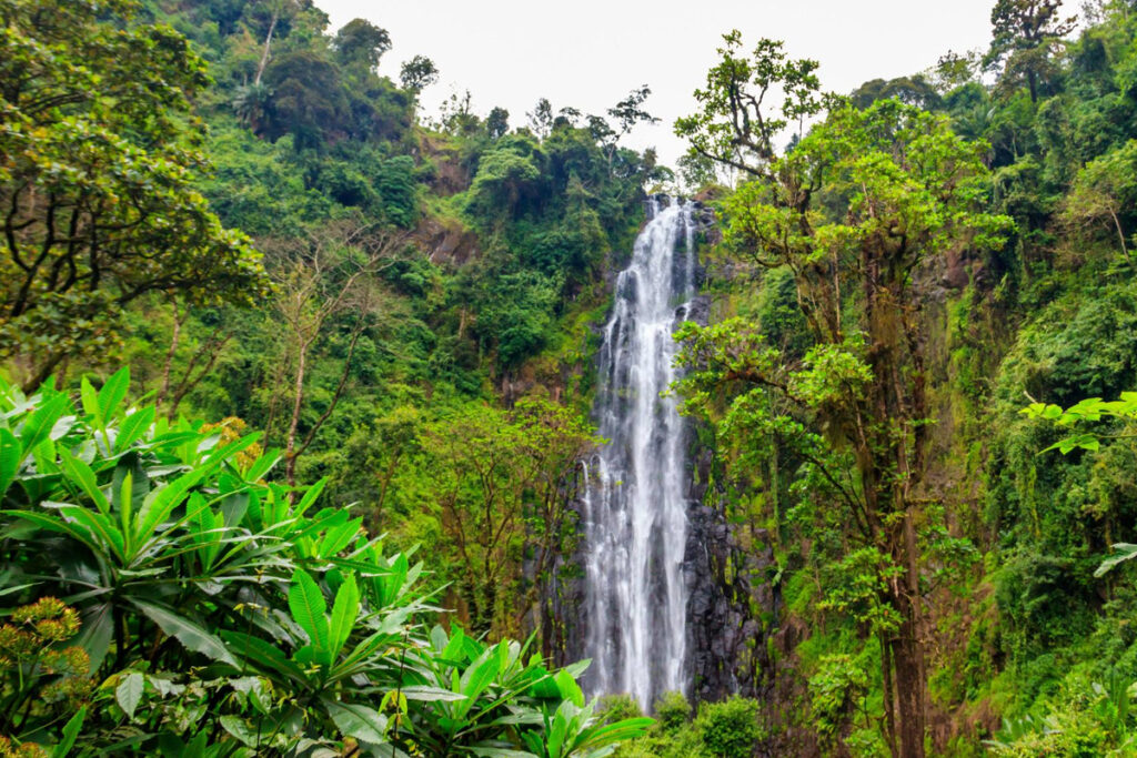 1-Day Tanzania Coffee Tour & Materuni Waterfalls Walking Tour