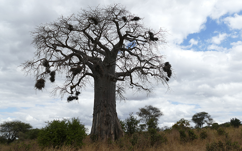 1 DAY TARANGIRE SAFARI TANZANIA