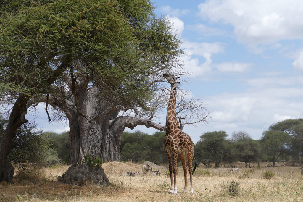 9 DAYS SOUTH TANZANIA SAFARI