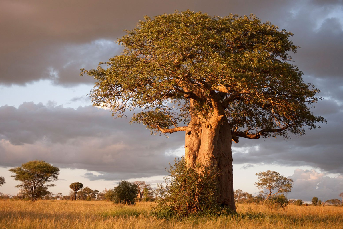 11 DAYS SAFARI LUXURY ADVENTURE AND ZANZIBAR BEACH HOLIDAY