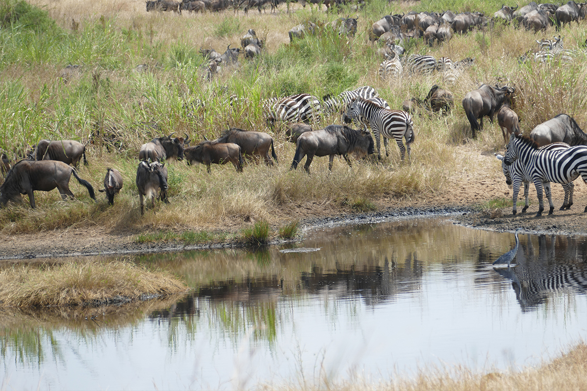 11 DAYS TANZANIA SAFARI ADVENTURE AND ZANZIBAR BEACH HOLDAY