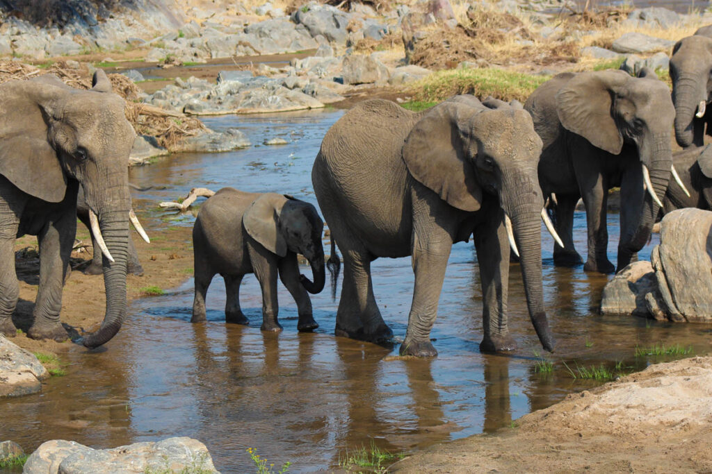 5-Day Budget-Friendly Tanzania Safari Itinerary(Mid-range Safari)