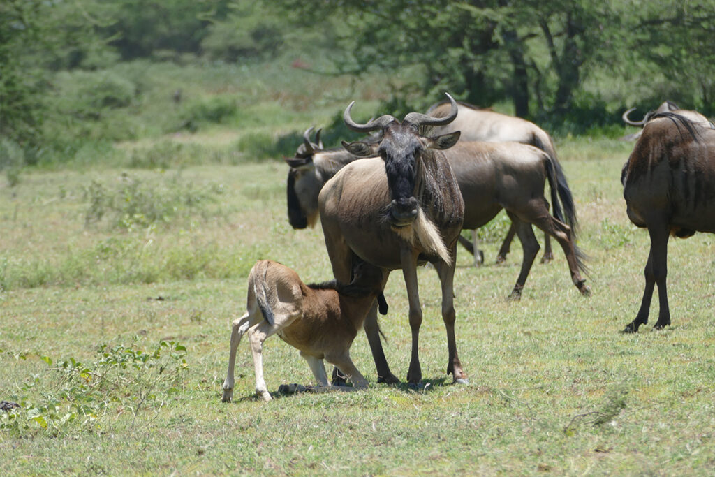 6-Day Safari Tanzania: Southern National Parks [Migration Calving]