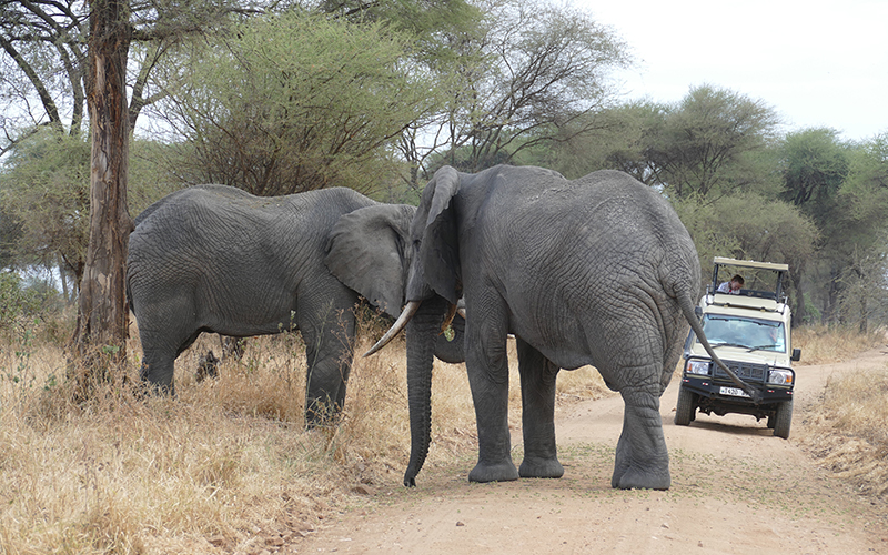 16 TANZANIA SAFARI & ZANZIBAR BEACH HOLIDAY