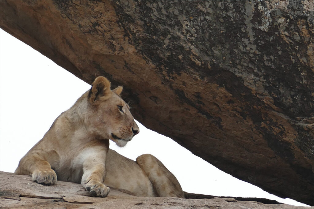 6 Days Safari Tanzania Package