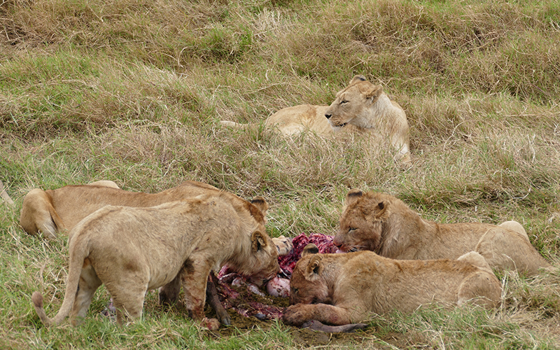 1-Day Ngorongoro Crater Safari