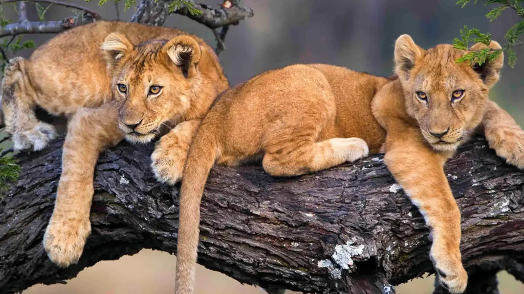 6 Days Ultimate Tanzania Safari Lion View Tours