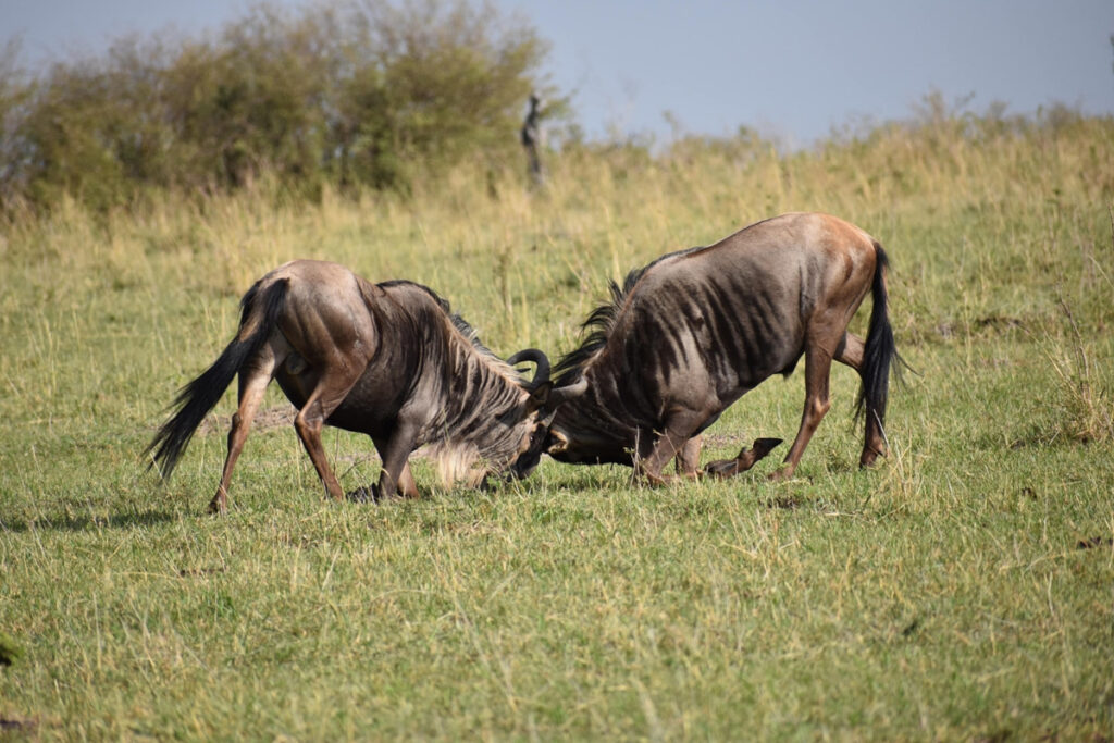 Explore our Great Migration Safari Itinerary with the best times, locations, and tips for an unforgettable Serengeti experience.