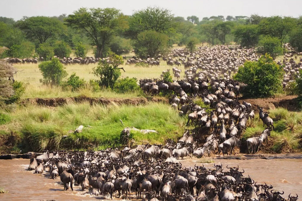 9-Day Great Migration Safari Itinerary(Mid Range safari)