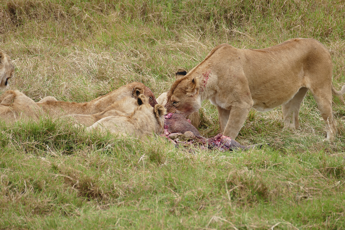 9 DAYS SOUTH TANZANIA SAFARI