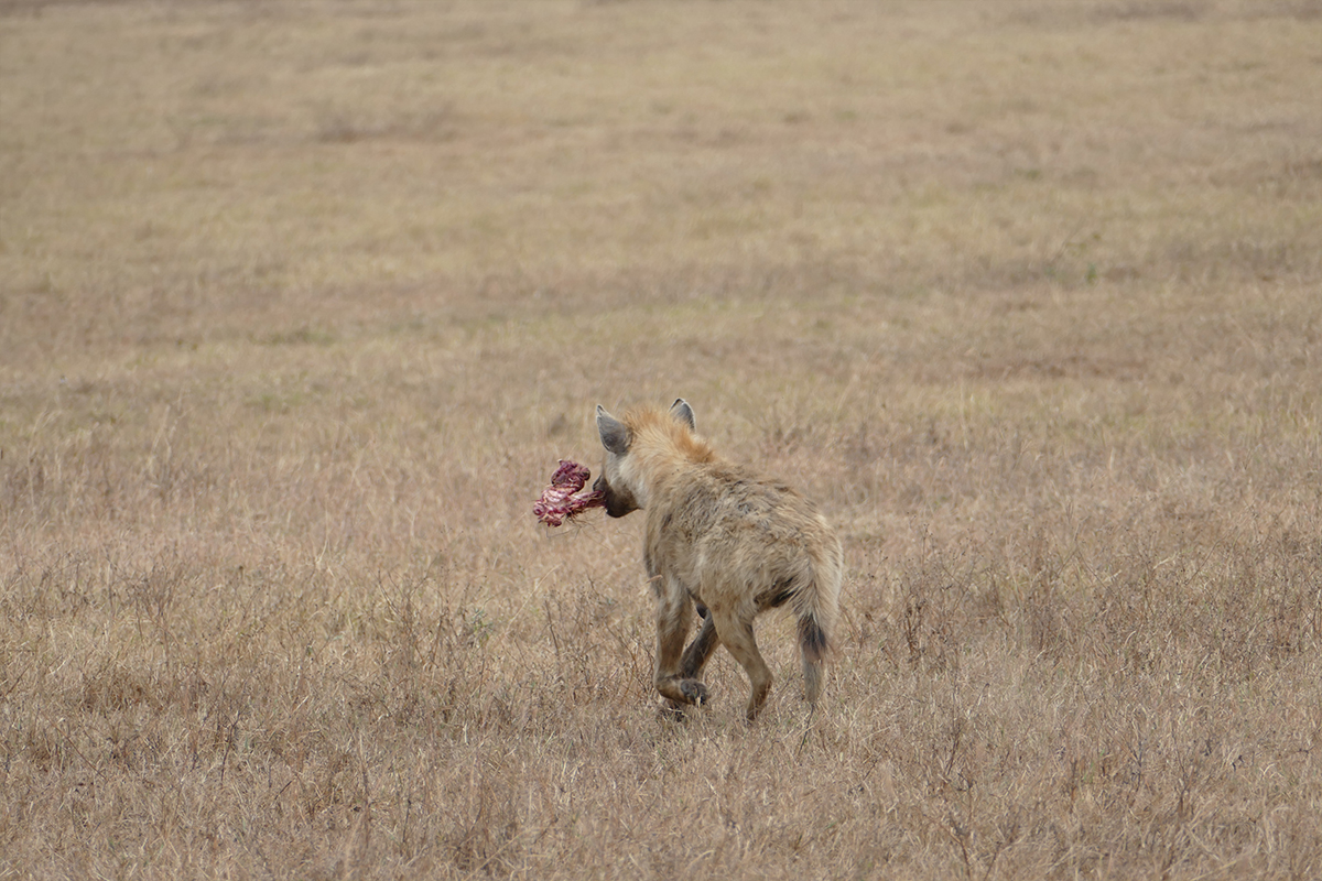 9 DAYS SOUTH TANZANIA SAFARI